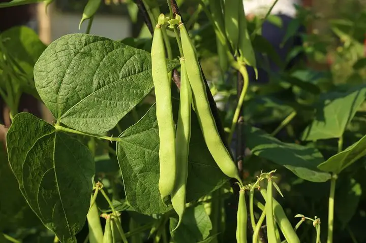 17 Best Vegetables for Bucket Gardening | Urban Survival Site