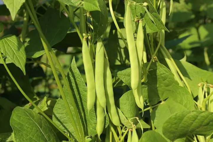 Bush Beans on Plant