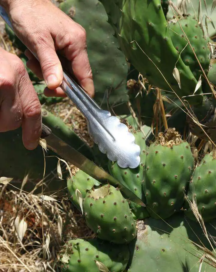 Cactus Being Harvested