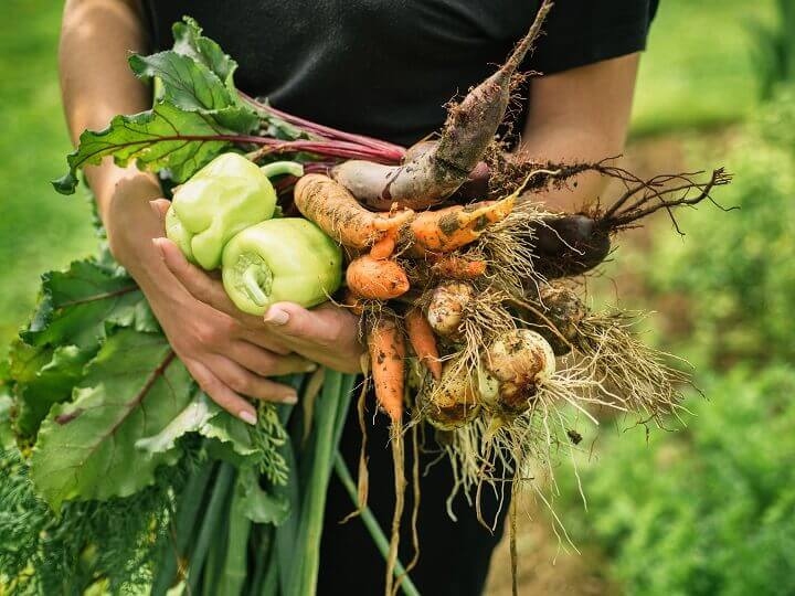 Carrying Freshly Harvested Vegetables