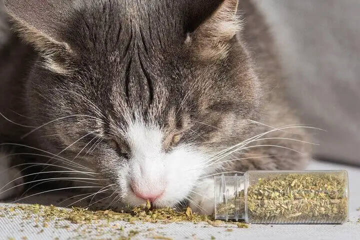 Cat Enjoying Catnip