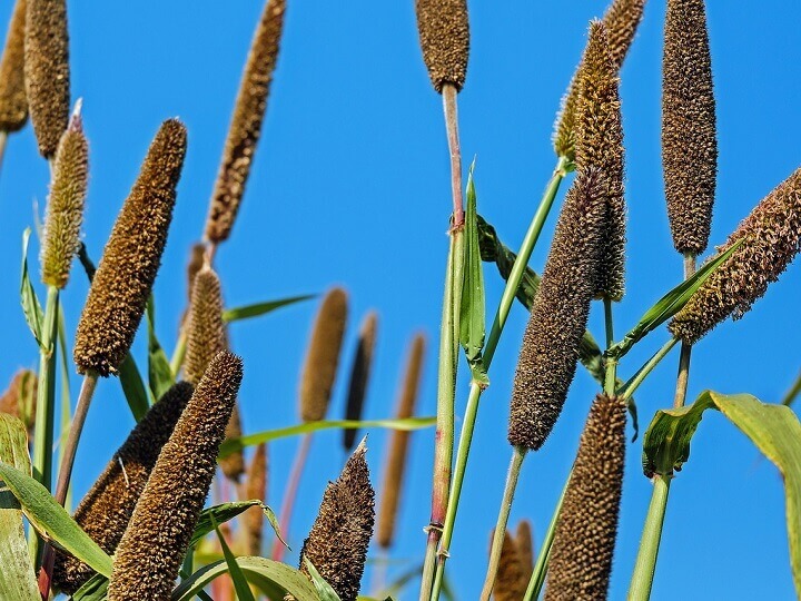 Cattail Millet
