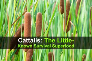 Cattails - The Little-Known Survival Superfood