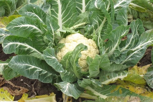 Cauliflower