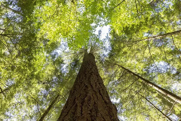 Cedar Tree | Trees Every Prepper Should Know