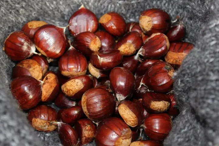 Chestnuts in a Pile