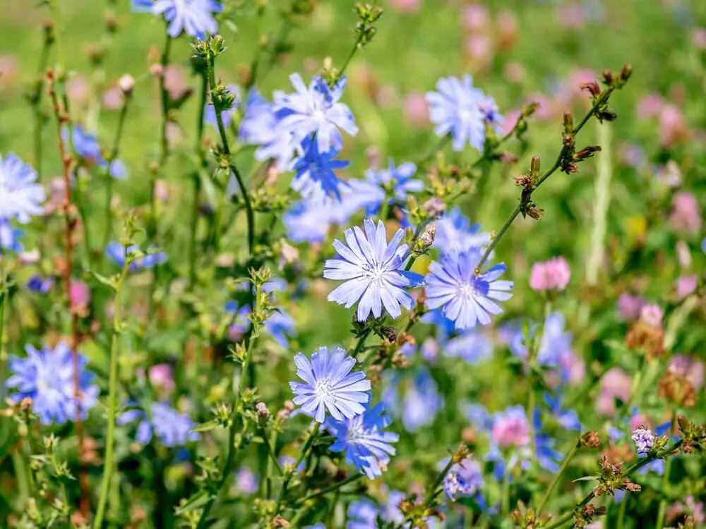 Chicory (Cichorium intybus)
