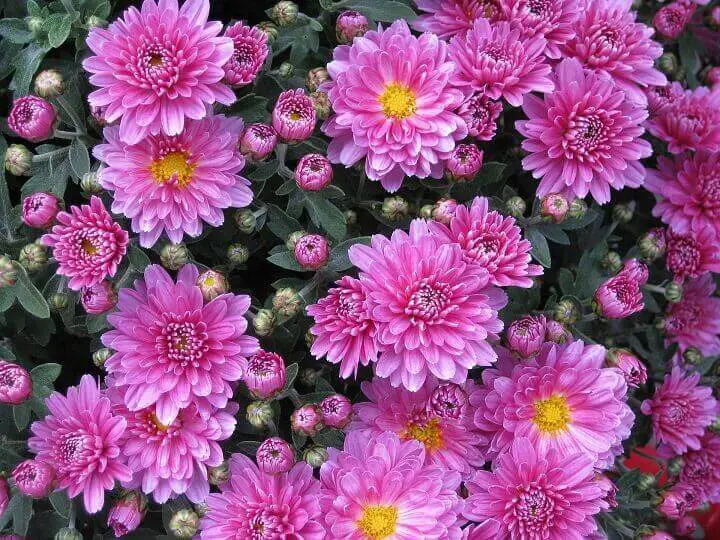 Chrysanthemum Flowers