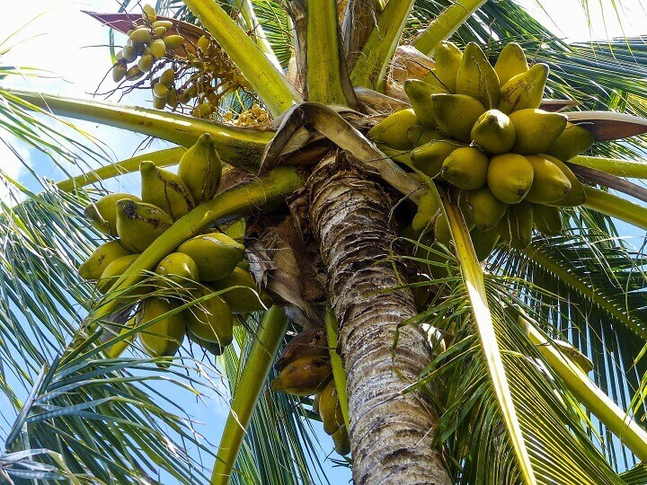 Coconut Tree