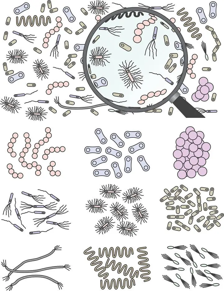 Colonies of Bacteria Illustration