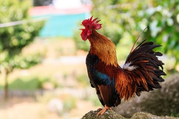 Colorful Rooster Crowing