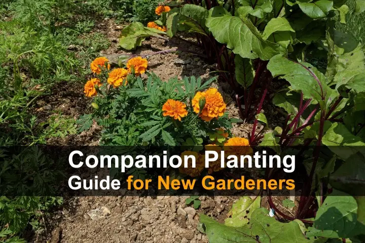 Companion Planting Guide for New Gardeners