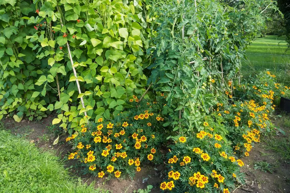 Companion Plants - Beans and Marigolds
