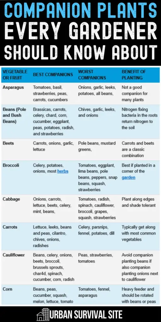 Companion Plants Every Gardener Should Know