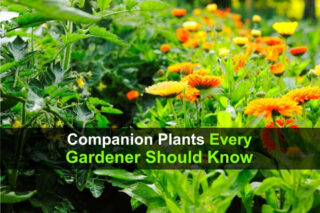 Companion Plants Every Gardener Should Know