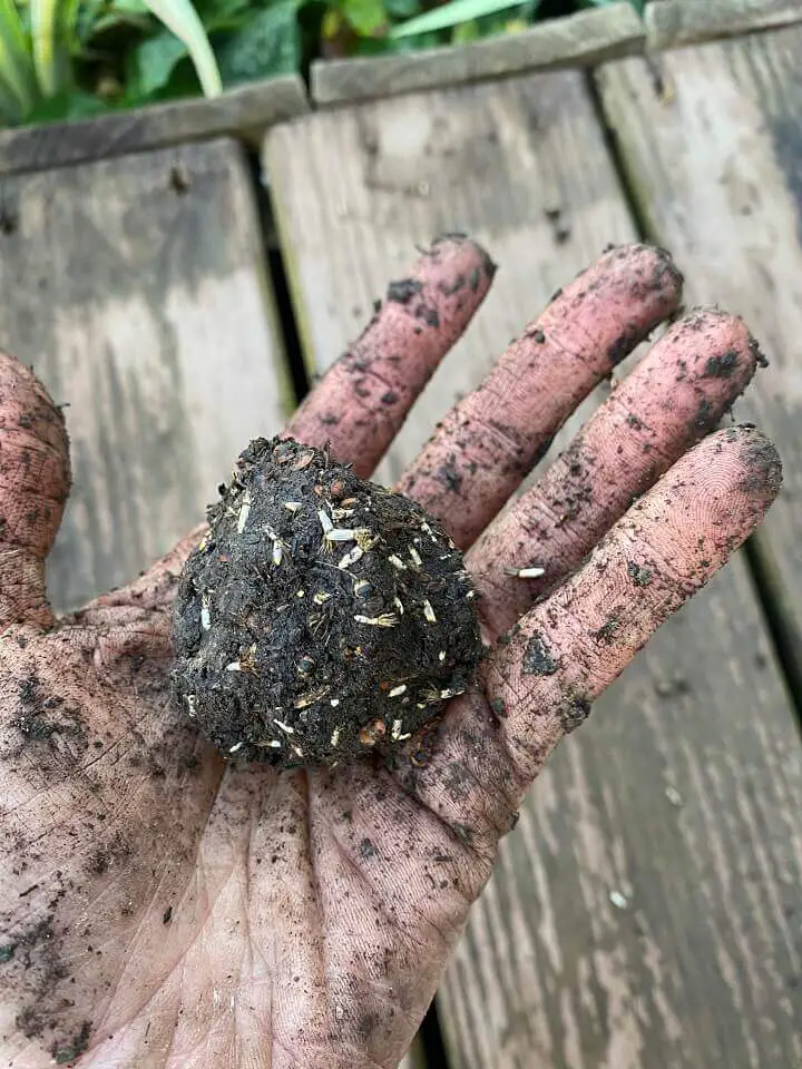 Completed Seed Ball