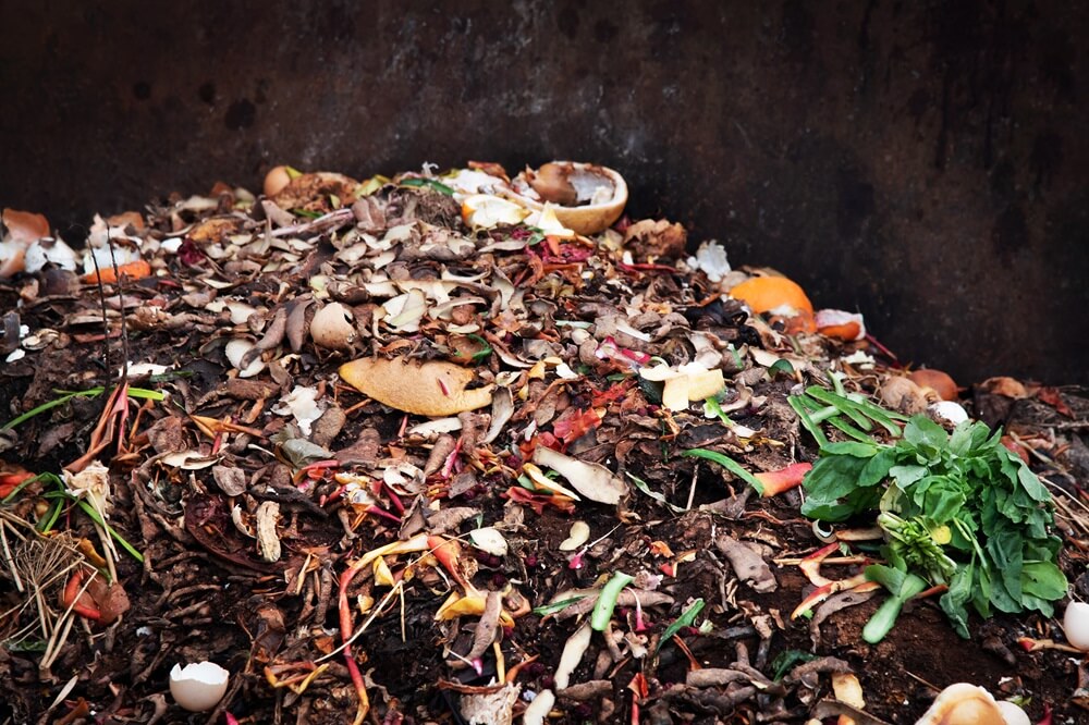 Compost Pile