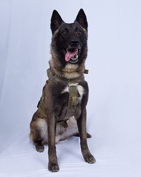Conan the Dog