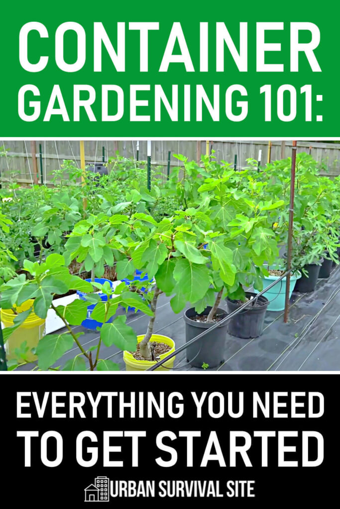 Container Gardening 101: Everything You Need to Get Started