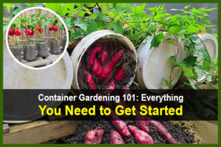 Container Gardening 101: Everything You Need to Get Started