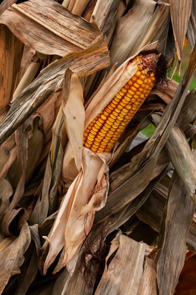 Corn Husks on Stalks
