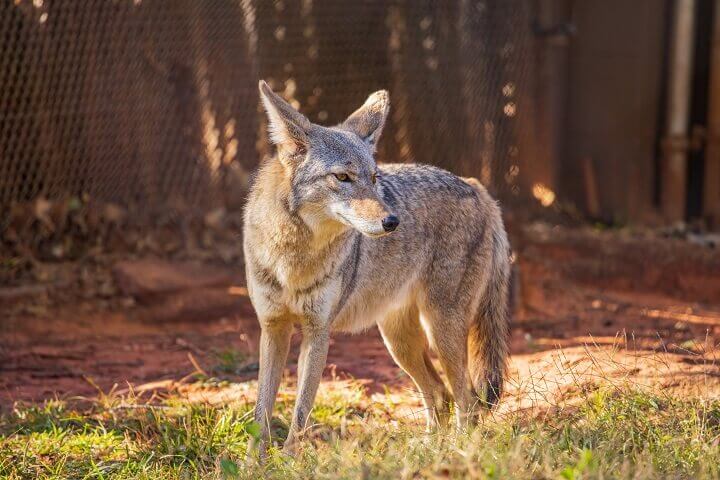 Coyote Near a Fence