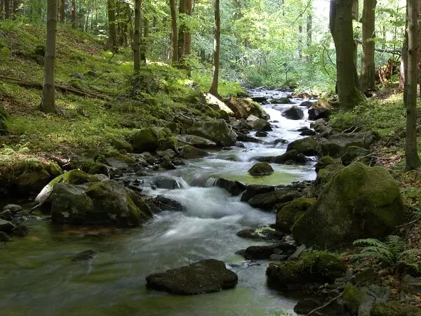 Creek In The Wilderness