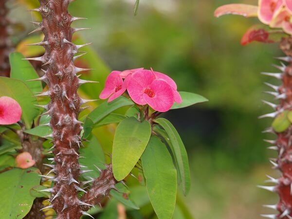 Crown of Thorns | Best Plants for Home Security