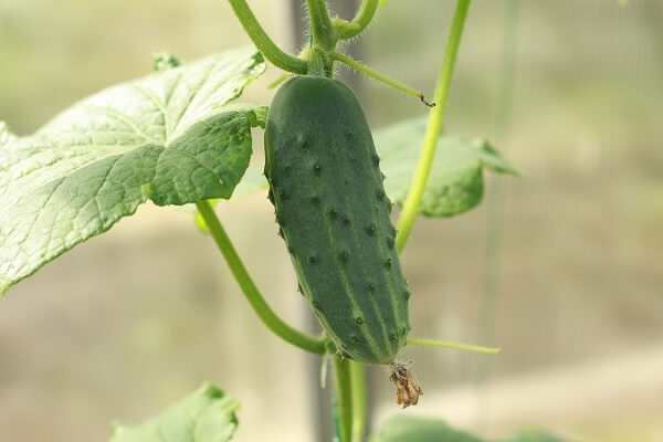 Cucumber Plant