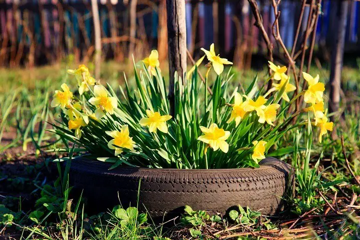 Daffodils Growing in Car Tire