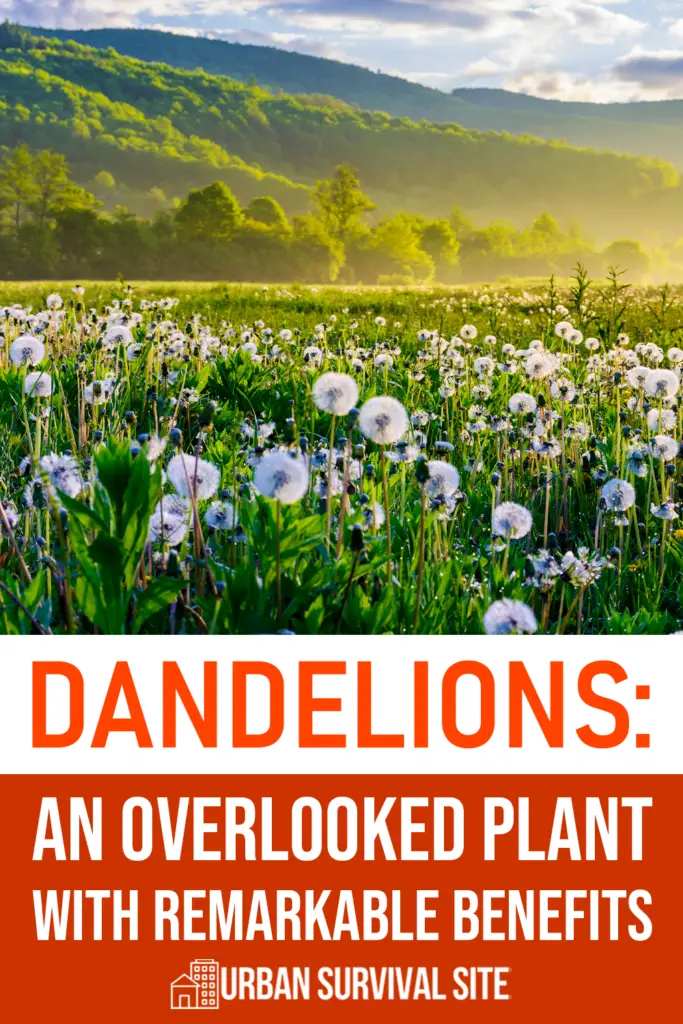 Dandelions: An Overlooked Plant with Remarkable Benefits