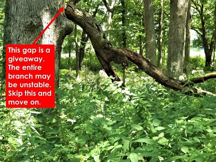 Dangerous Crack in Tree