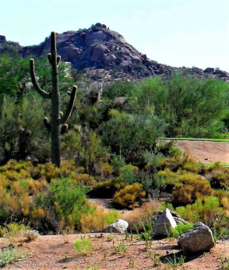 Desert Bushes and Cactus