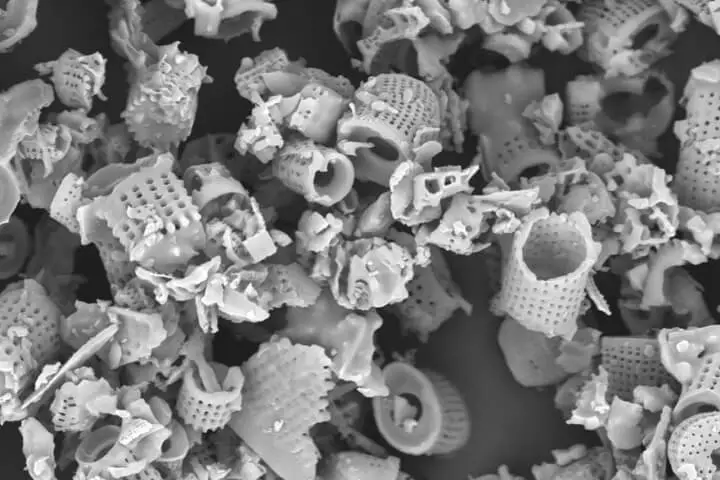 Diatomaceous Earth Under Microscope