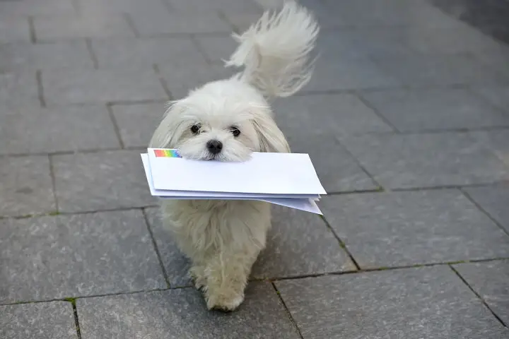 Dog Delivering Message