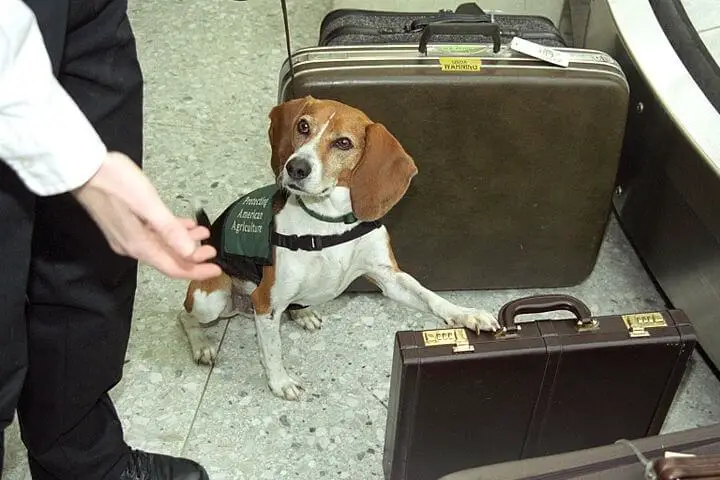 Dog Inspecting Luggage
