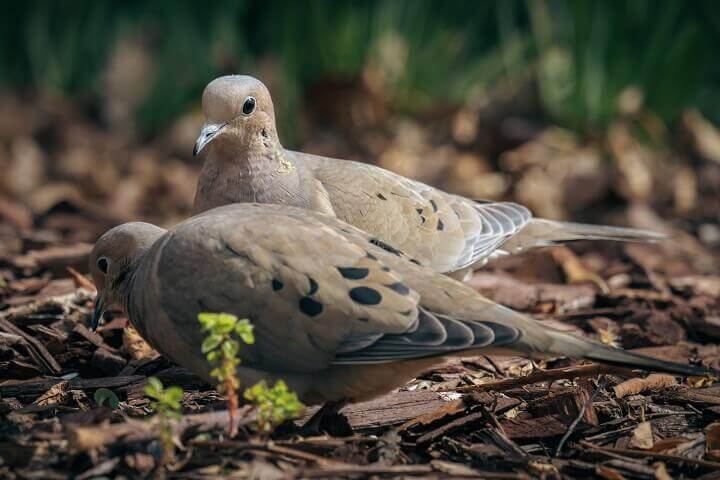 Doves Close Up