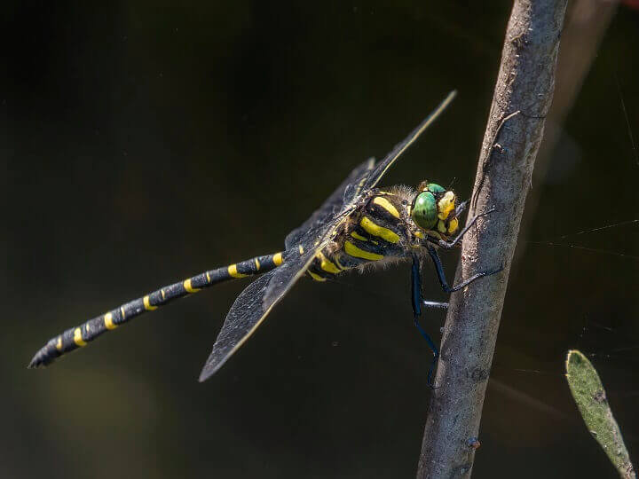 Dragonfly on Branch