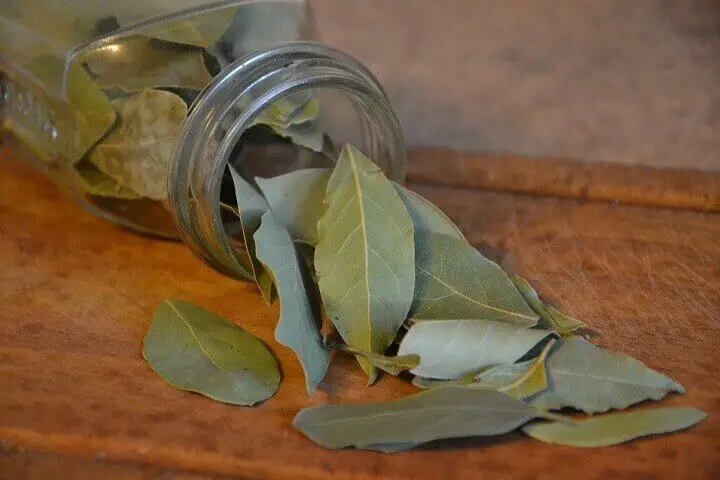 Dried Bay Leaves Spilling Out of Jar