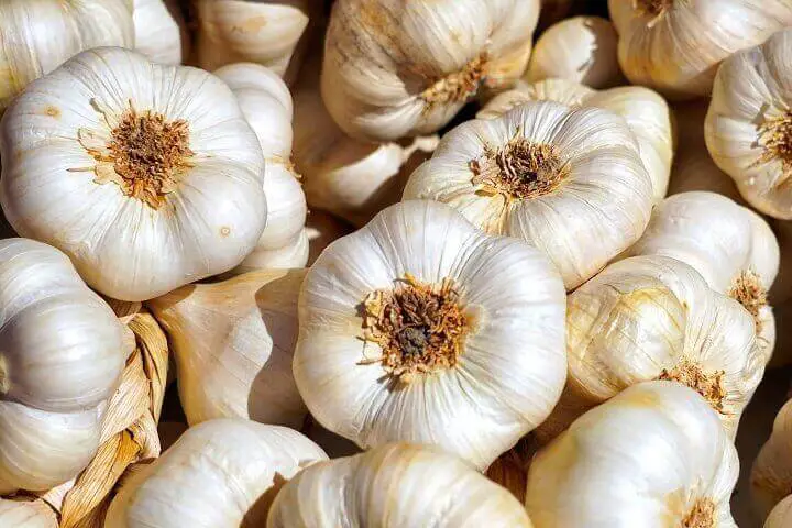 Dried Garlic Bulbs