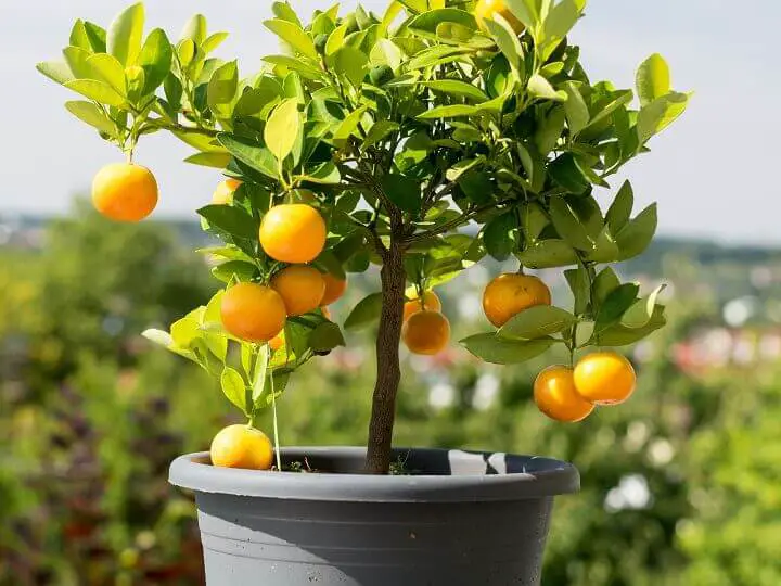 Dwarf Orange Tree