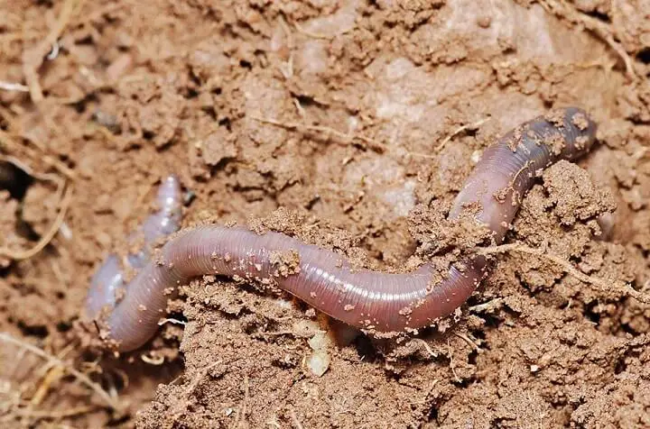 Earthworm In Dirt