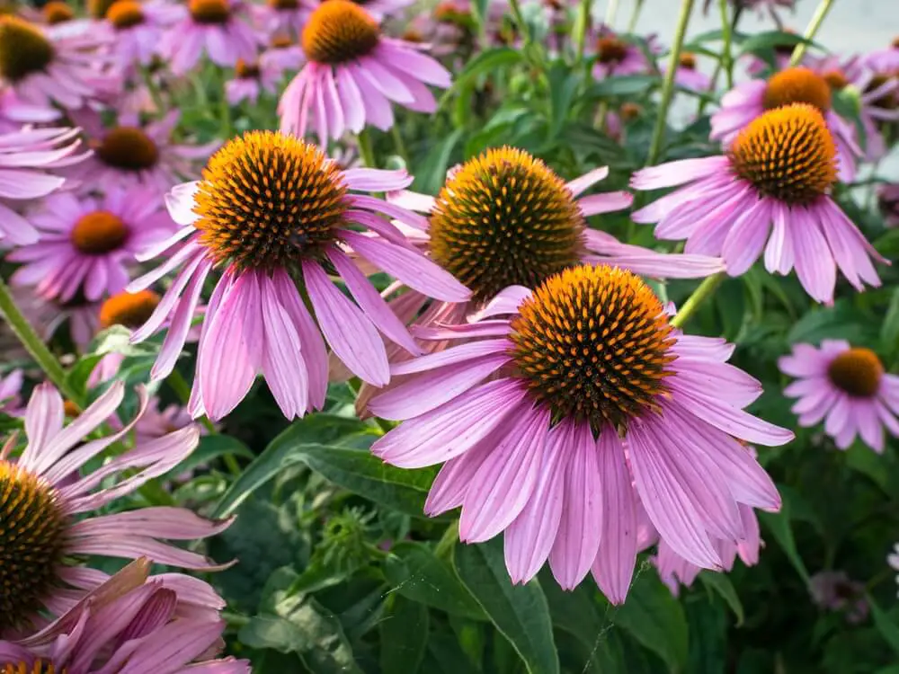 Echinacea (Echinacea purpurea & E. angustifolia)