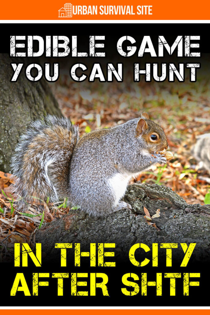 Edible Game You Can Hunt In The City After SHTF