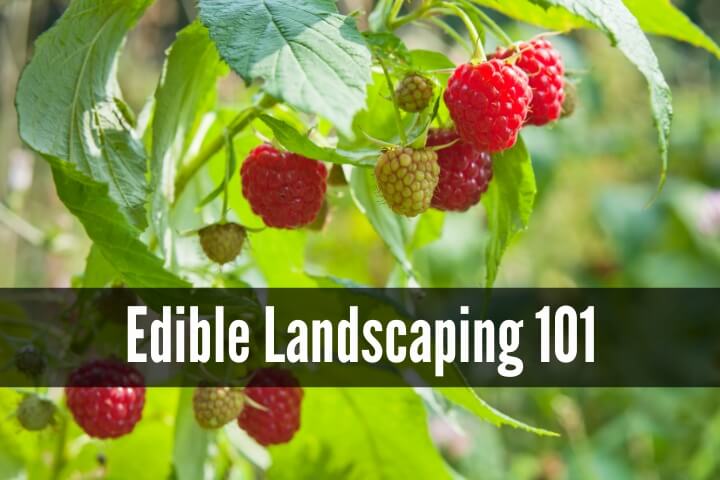 Edible Landscaping 101