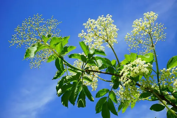 Elder Tree Branch | Trees Every Prepper Should Know