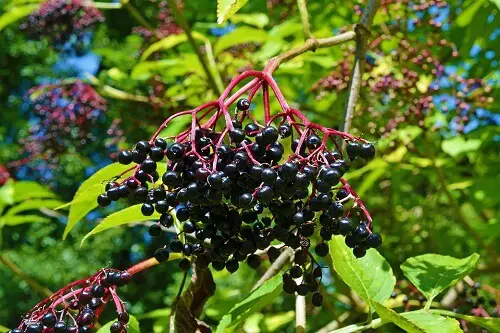 Elderberry | Herbal Alternatives to Antibiotics