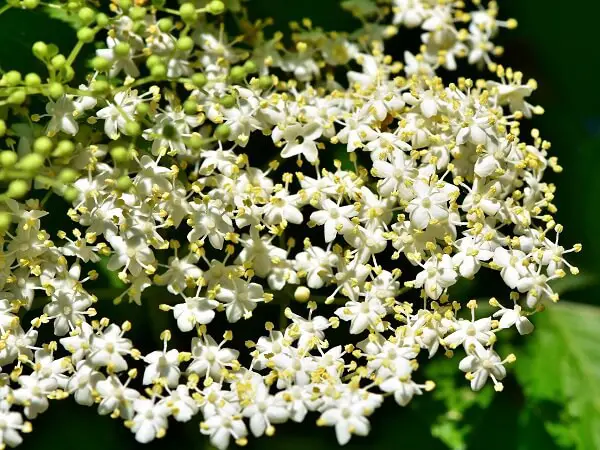 Elderflower | Native American Herbs