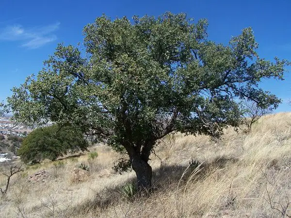 Emory Oak Tree
