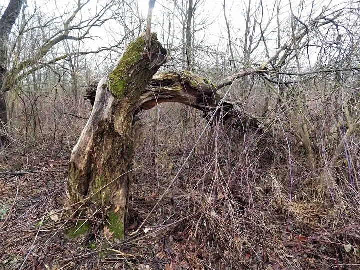 Fallen Branch Lean To Support